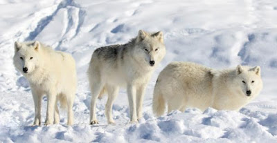 Lobos Blancos