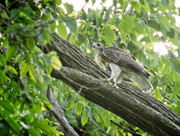 Tompkins red-tail fledgling #1