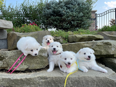 American Eskimo Dog Puppies