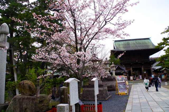 白山神社一帶幾乎沒有櫻花。