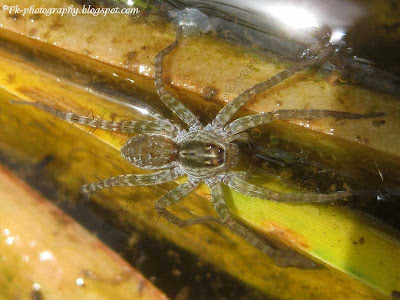 Fishing Spider Picture