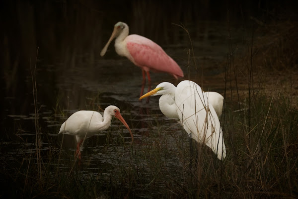 A Great Egret with a White Ibis and a Roseate Spoonbill.