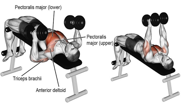 dumbell göğüs açma