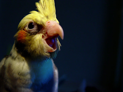 Cockatiel Bird Pictures