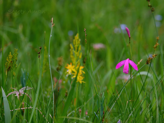 Eleorchis japonica