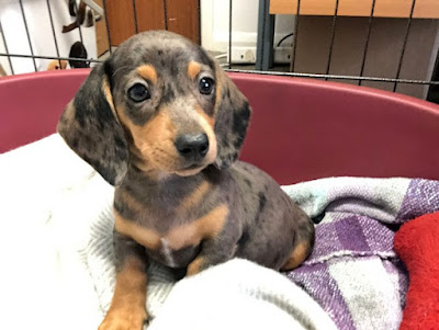 Purebred Dachshund Puppies For Sale Near Me