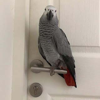 african grey parrot for sale