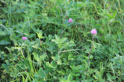 red clover blossoms