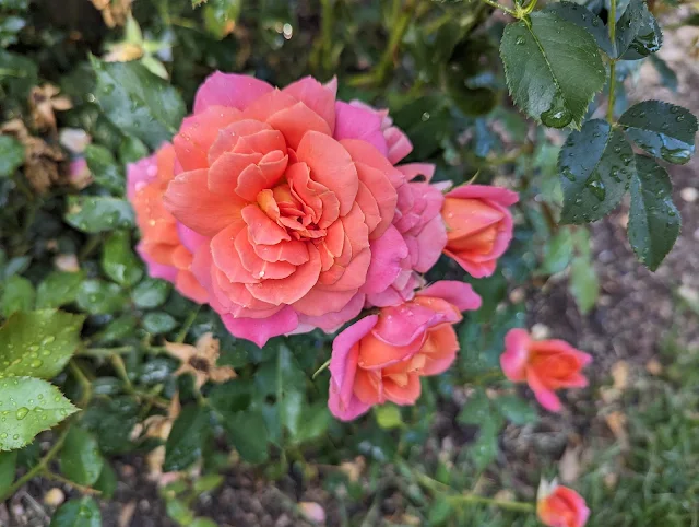 The blooms of a Disneyland Rose in a Home Garden