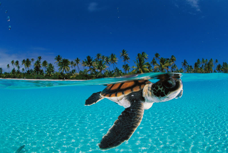 DEEP BLUE HOME: OMG, TURTLES!