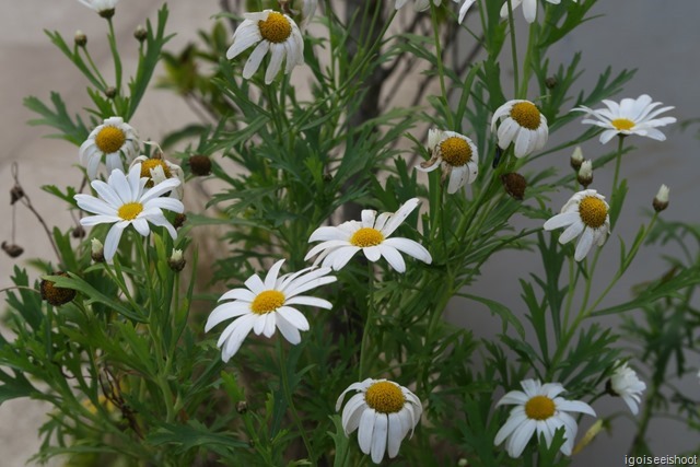 Flowers at the King and Queen Chedi, Doi Inthanon