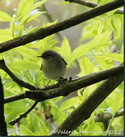 8-warbler