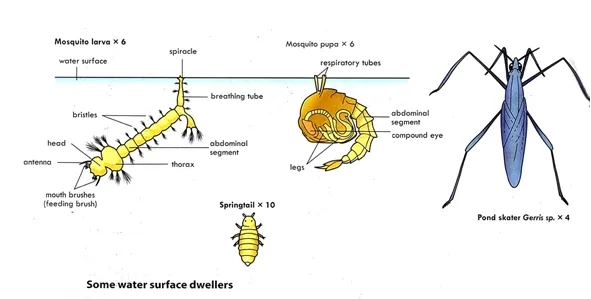 Adaptations of organisms to freshwater habitat