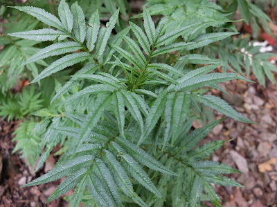 Tagetes minuta on a Coffee Farm near Colpa Lodge