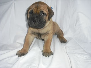 Bullmastiff Puppy Picture