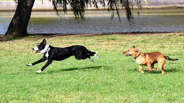 Dogs Chasing Care