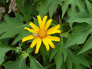 Tithonia diversifolia - Tournesol mexicain - Fleur fête des mères