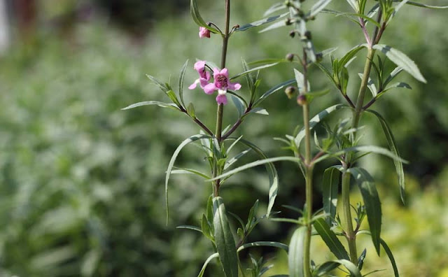 Angelonia Flowers Pictures