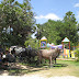  Palm Village Resort