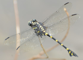 Common Flangetail (Ictinogomphus decoratus)