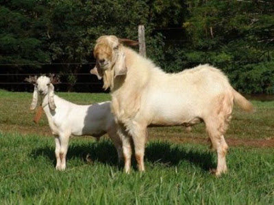 etawa goat