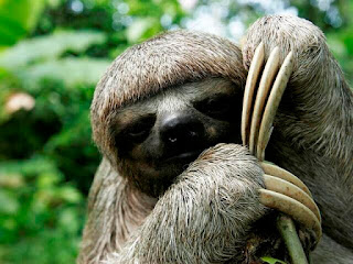 Top 10 Sloth Animal Facts