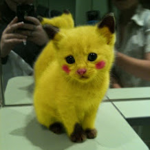 Kucing mirip Pikachu yang comel