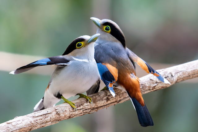 An Bui 2024 Dong Nai - Silver Breasted Broadbill (Mỏ rộng ngực xám, Mỏ rộng hung)