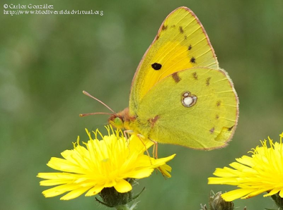 http://www.biodiversidadvirtual.org/insectarium/Colias-crocea-img645655.html