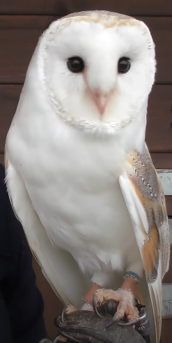 Serak Jawa Barn Owl