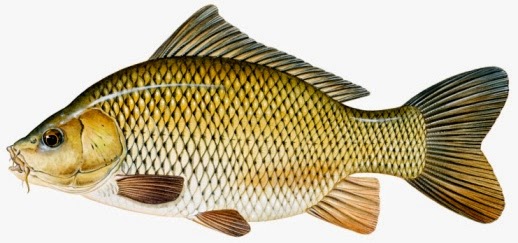 Ikan Koi Jakarta Jenis Ikan Karper