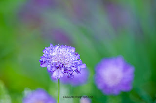 Makrofotografie Naturfotografie Hamm Olaf Kerber