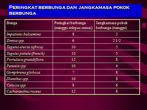 Youtube Kereta Lumba - Resepi EE