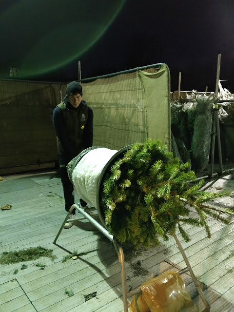 Netting our Christmas Tree from Pines and Needles