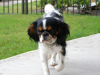 English Toy Spaniel Puppy Picture