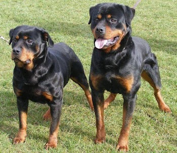 ▷ Rottweiler