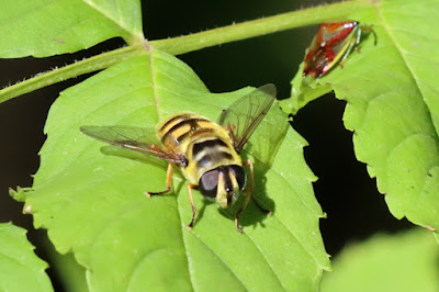 Batman hoverfly (Myathropa florea), with birch shieldbug (Elasmostethus interstinctus) in the background