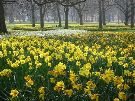 love about daffodils?