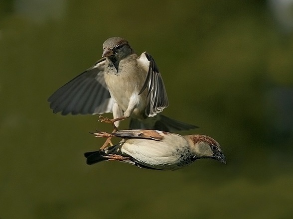 images of birds