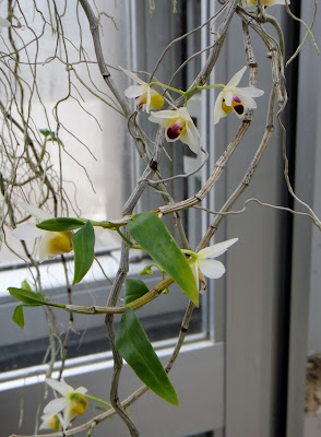 Dendrobium scoriarum care and culture