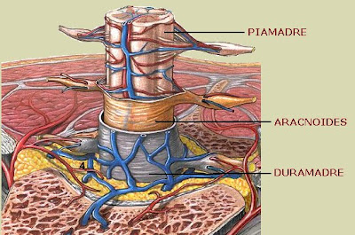 Meninges espinales