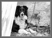 CANE PASTORE. Pubblicato da Marietto a 13:46 Nessun commento: (il cane della malga)