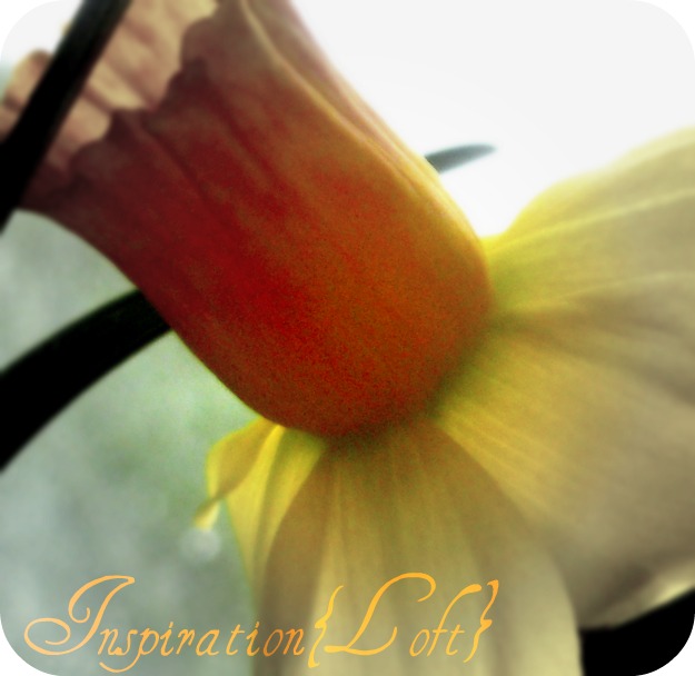 daffodils poem by william wordsworth. Daffodils William Wordsworth
