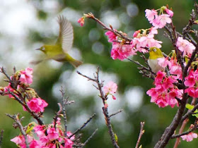 birds in cherry blossoms, one in flight, Japanese White Eyes