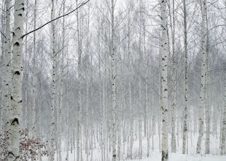 눈-내린-자작나무-숲