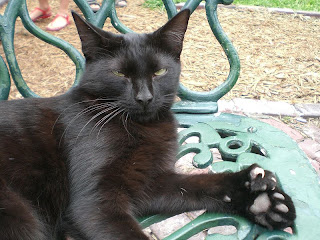 American Polydactyl Cat Picture