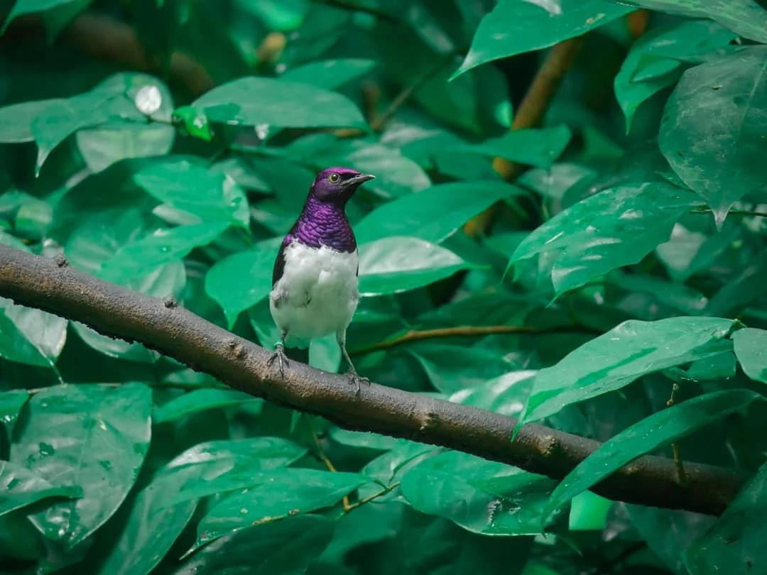 The Amethyst Starling