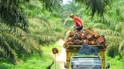 Harga Sawit Terus Melesat, Untuk Periode Satu Minggu kedepan Naik Menjadi Rp3.930,94/Kg. 