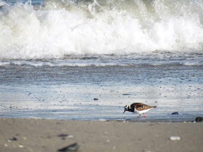 Ruddy Turnstone