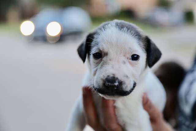 Adorable Pictures Of Shelter Puppy Born With A Handlebar Mustache